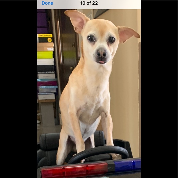 Meet your Posher, Rose - Picture 4 of 7